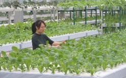 现代农业经营与管理
