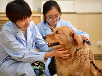 动物医学