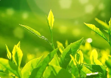 茶叶生产与加工技术
