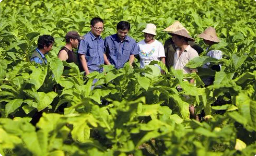 烟草栽培与加工技术